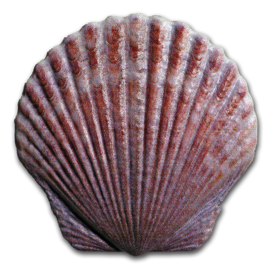 2019 Fiji 10 gram Silver Castaway Colorized Seashell Proof 2019 Fiji 10 gram Silver Castaway Colorized Seashell Proof